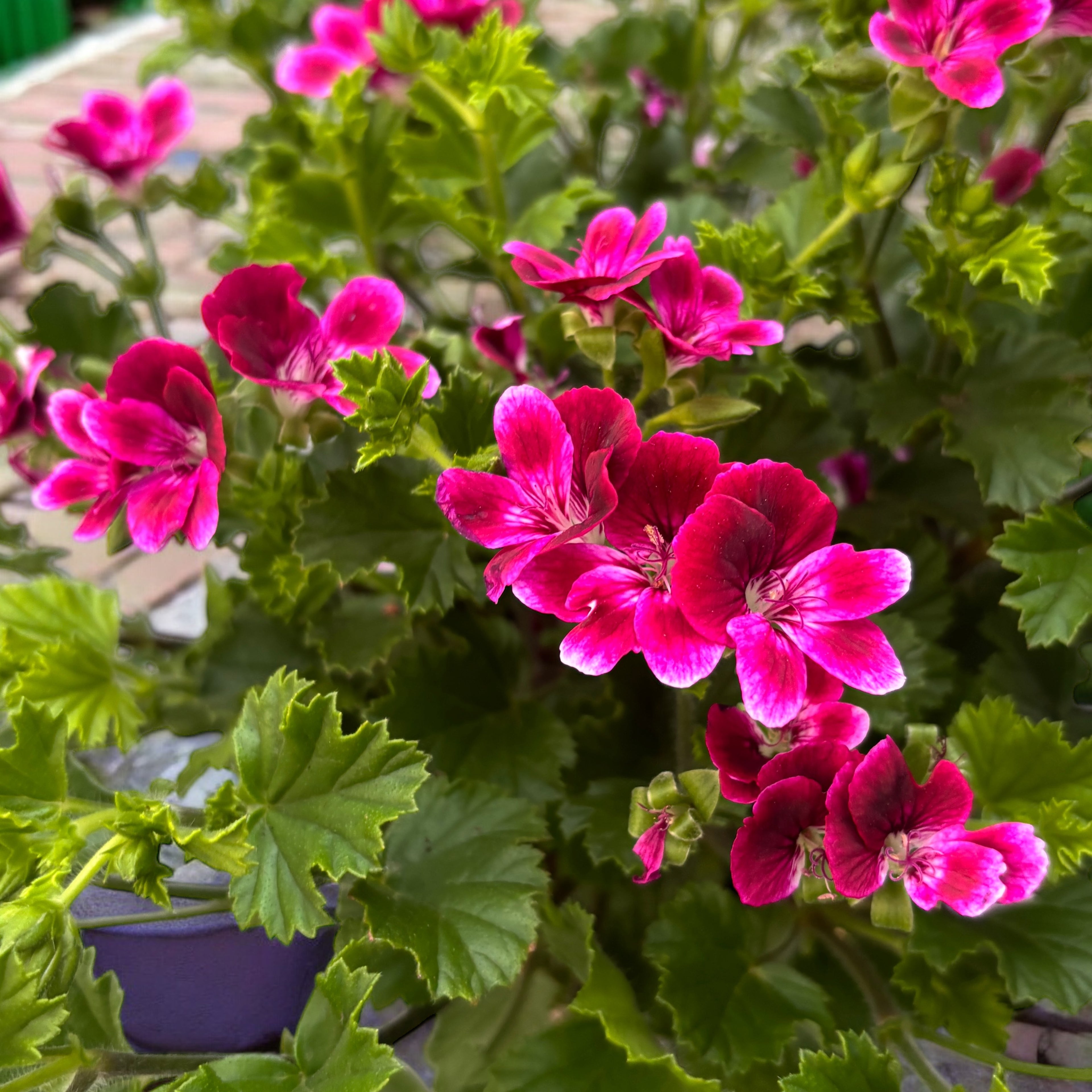 Muscate antitantari - Pelargonium ‘Angel Perfume Jet’