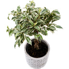 Ficus benjamina 'Nina' pletený