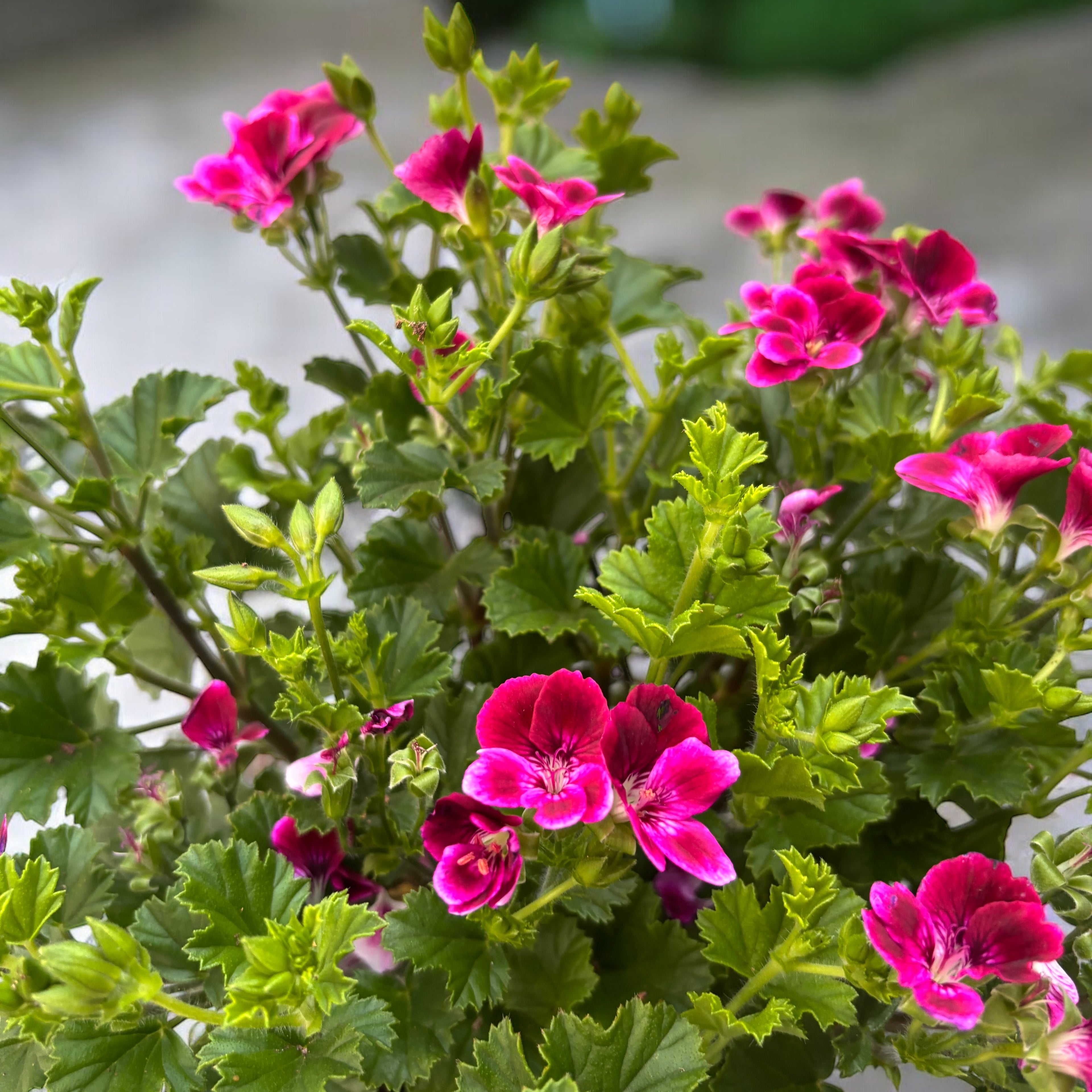 Muscate antitantari - Pelargonium ‘Angel Perfume Jet’
