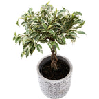 Ficus benjamina 'Nina' pletený