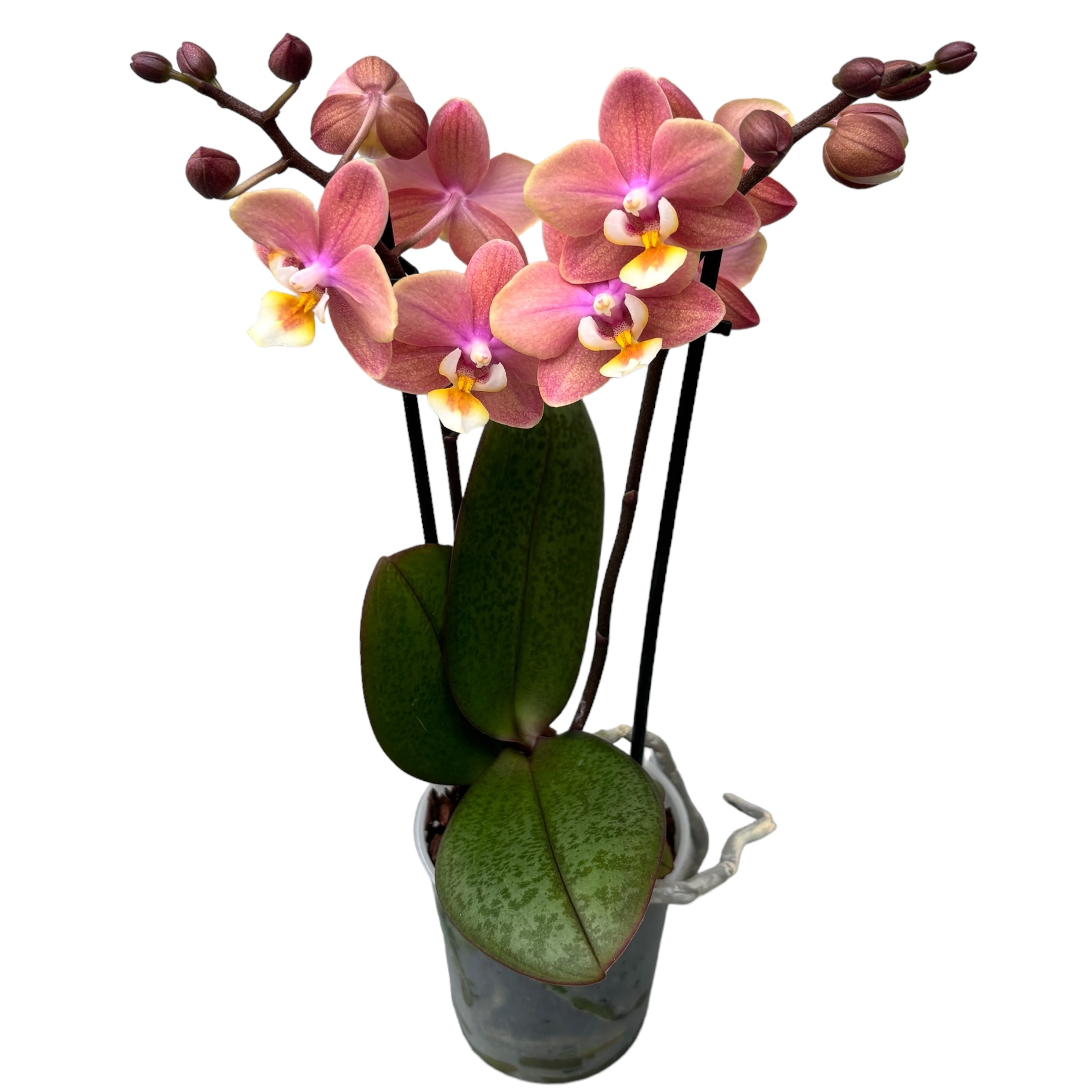 Phalaenopsis Melion - fleurs intensément parfumées (Collection Parfum)