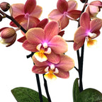 Phalaenopsis Melion - intensiv duftende Blumen (Parfüm Kollektion)