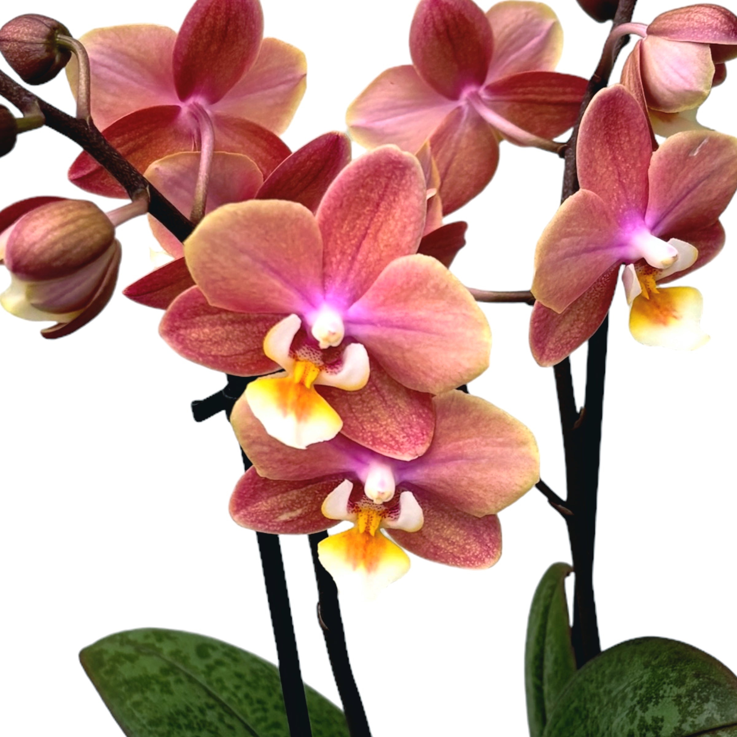 Phalaenopsis Melion - fleurs intensément parfumées (Collection Parfum)