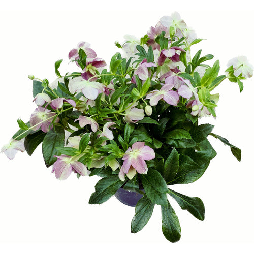 Spanz Helleborus niger - SC PANDORA BLUMEN SRL