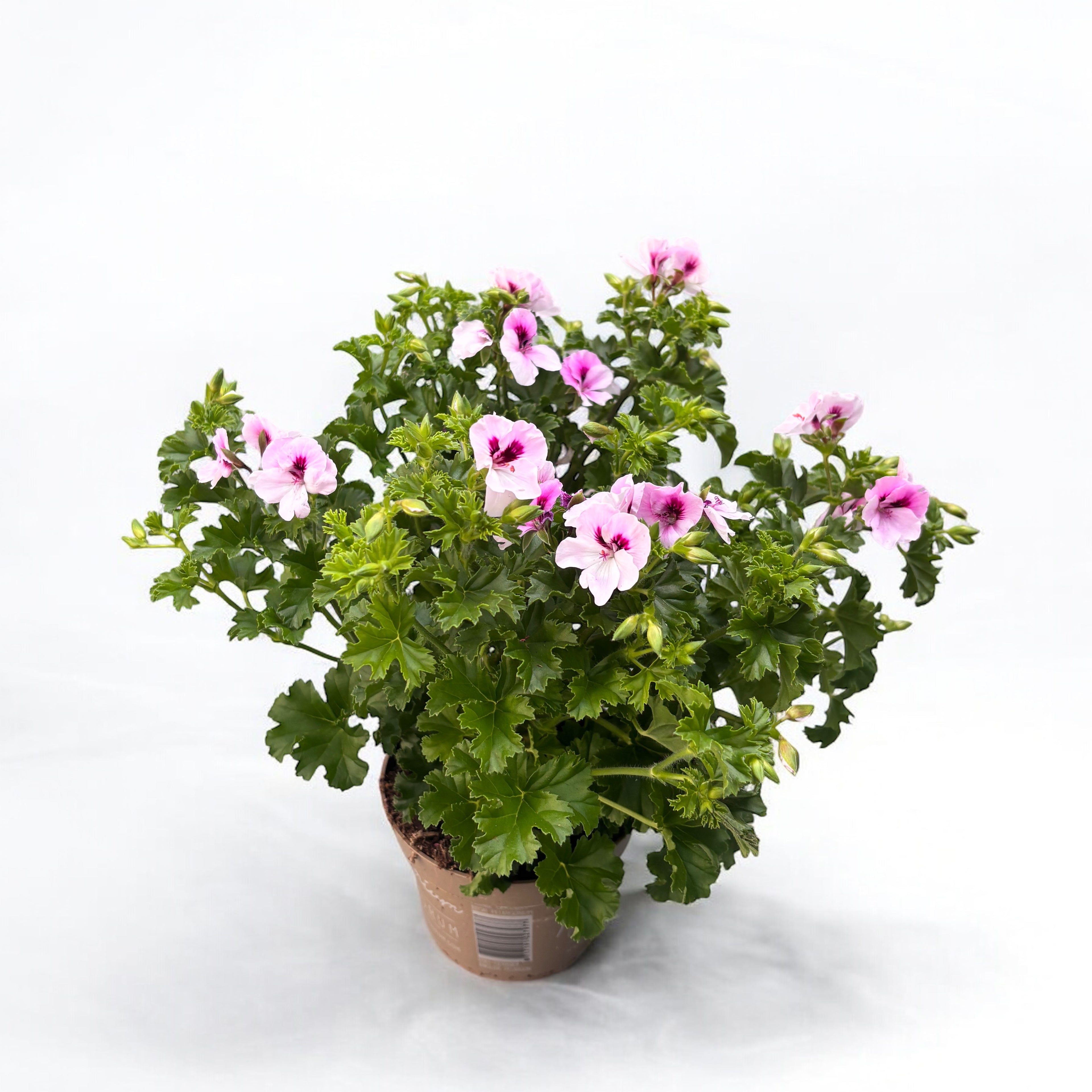 Muscate - Pelargonium ‘Angel Sophie’