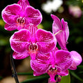 Phalaenopsis Fortune Teller - flori XL