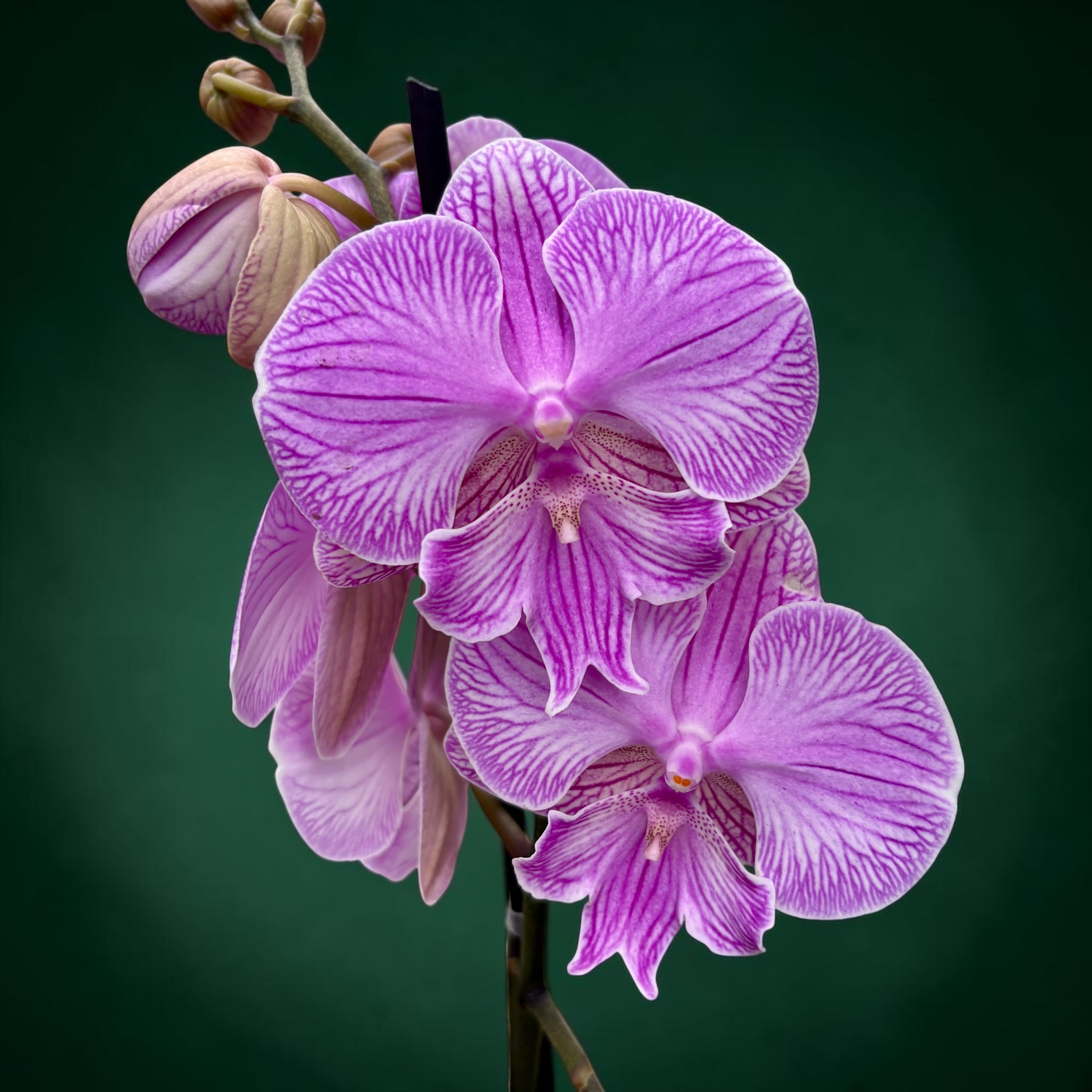 Phalaenopsis 'Lizard King' big lip