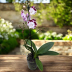 Phalaenopsis Tinkerbells KizZ große Lippe