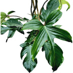 Philodendron squamiferum XL -  2 plante/ghiveci