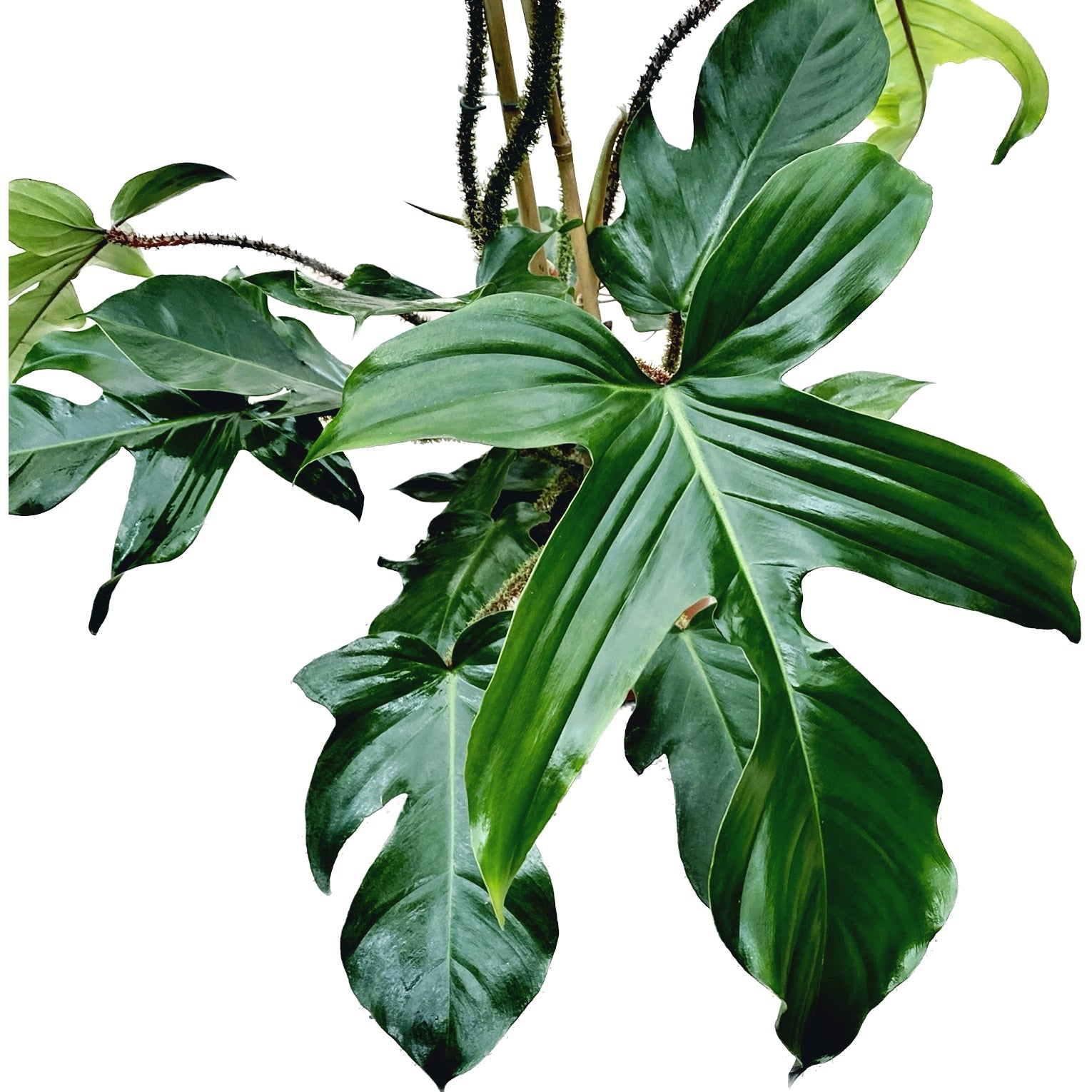 Philodendron squamiferum XL -  2 plante/ghiveci