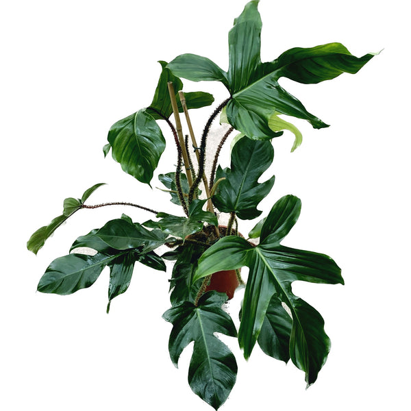 Philodendron squamiferum XL - 2 Pflanzen/Topf