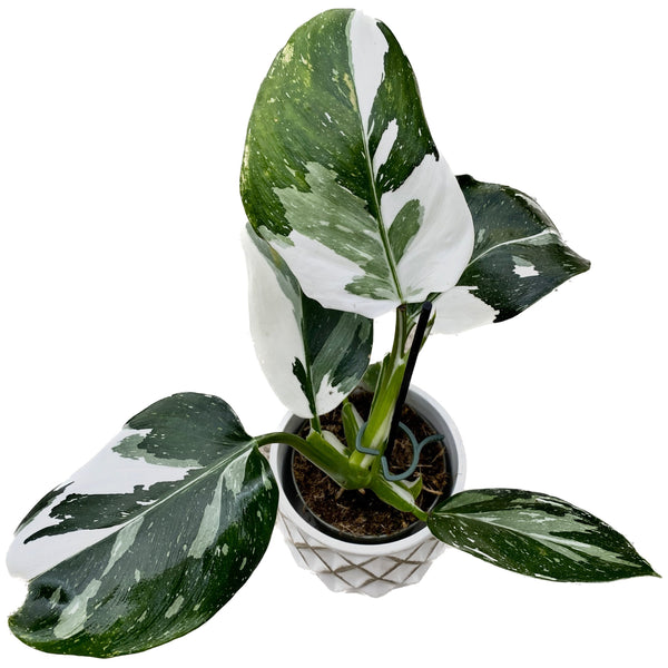 Philodendron White Wizard D9 (defekte Blätter)