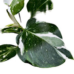 Philodendron White Wizard D9