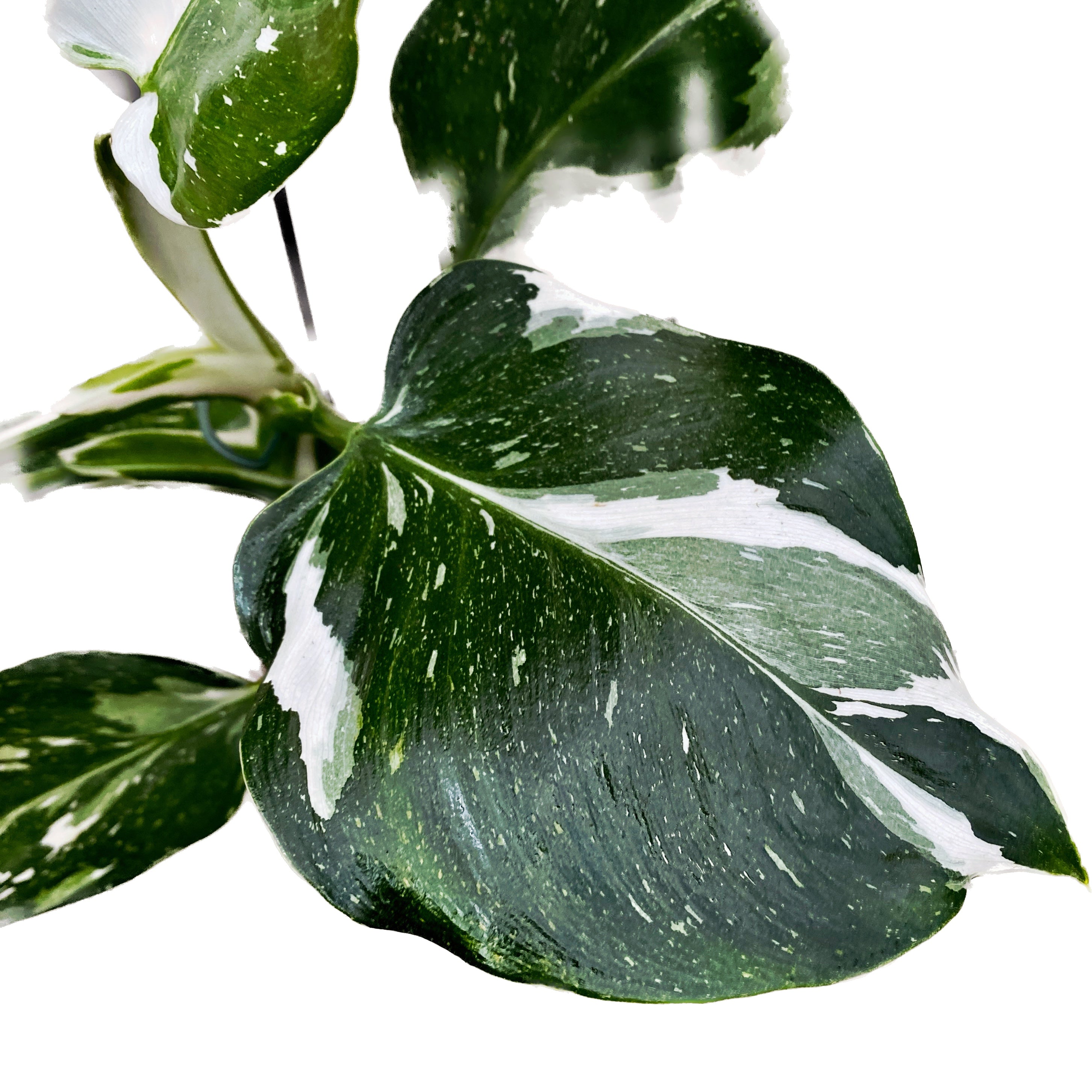 Philodendron White Wizard D9