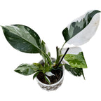 Philodendron White Wizard D9