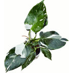 Philodendron White Wizard D9