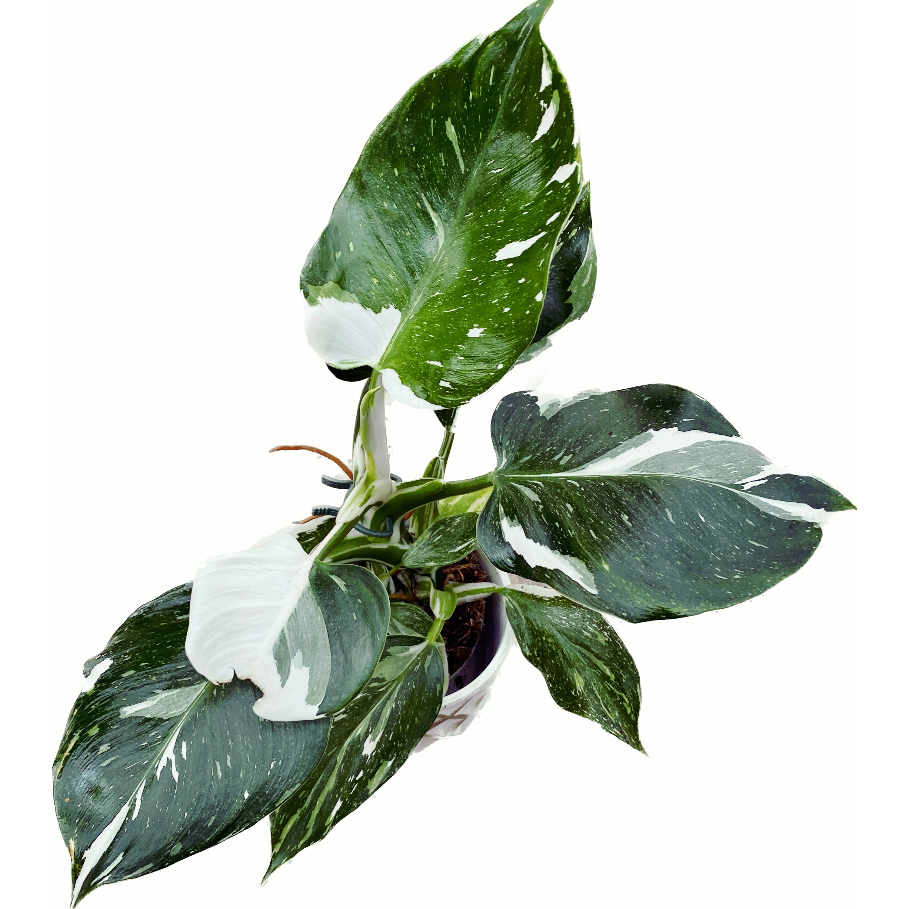 Philodendron White Wizard D9