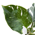 Philodendron White Wizard D9