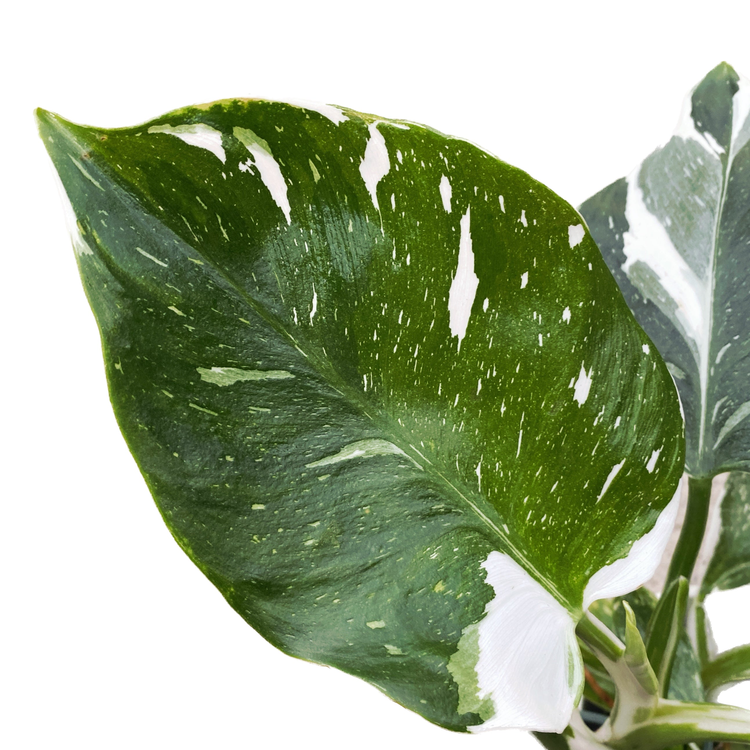 Philodendron White Wizard D9