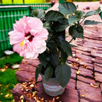 Hibiskus rosa-sinensis - Japoński różany hibiskus z podwójnym kremowo-różowym kwiatem