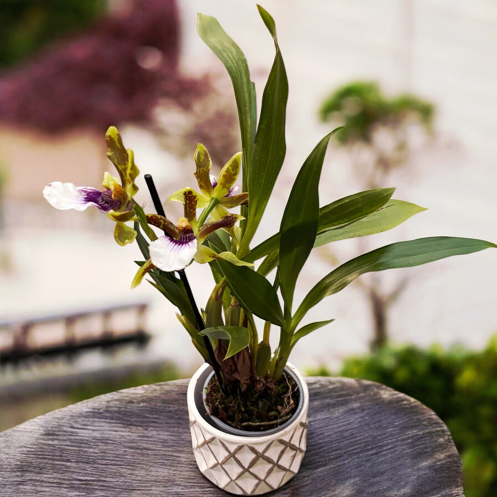 Zygoneria Freestyle Meadows * perfumado