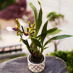 Zygoneria Freestyle Meadows * parfumat