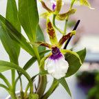 Zygoneria Freestyle Meadows * parfumat