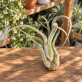 Tillandsia caput-medusae – luftpflanze mit skulpturaler Form, wie eine Qualle