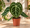 Anthurium crystallinum