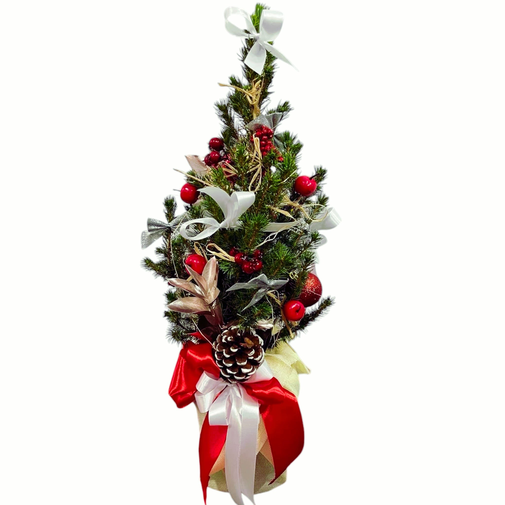 Bradut natural in ghiveci impodobit ‘Whitey’