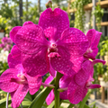Vanda Tayanee Maxi Cerise (Ansu)