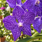 Vanda Pachara Delight (ANSU)