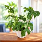 Monstera Minima (Rhaphidophora tetrasperma)