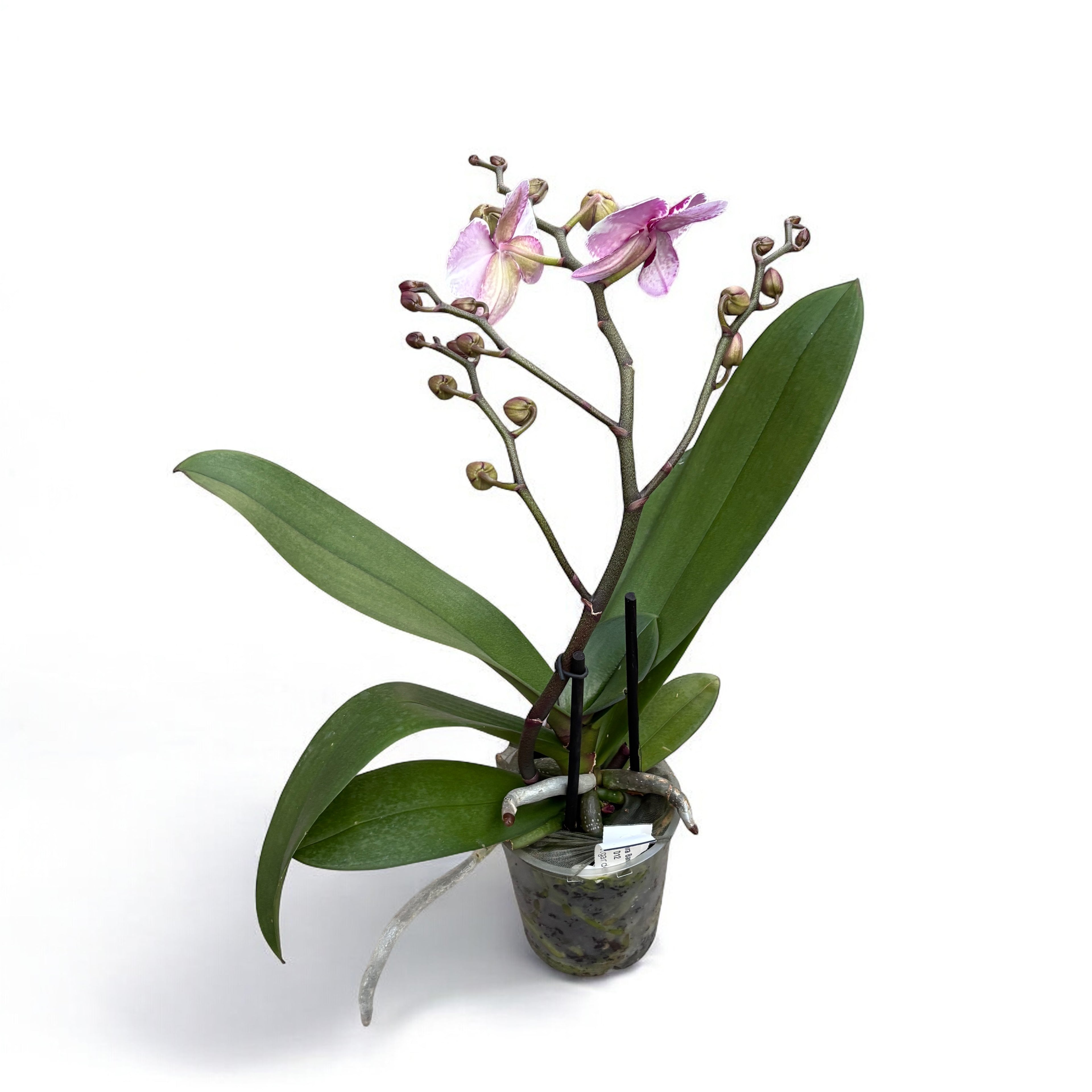 Phalaenopsis Anthura Barcelona (Free Spirit) - eleganta naturala, exemplare ramificate