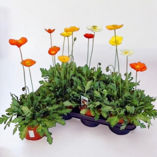 Papaver nudicaule ‘Gartenzwerg’ (mac islandez pitic)