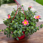 Portulaca grandiflora XL, floarea de piatra