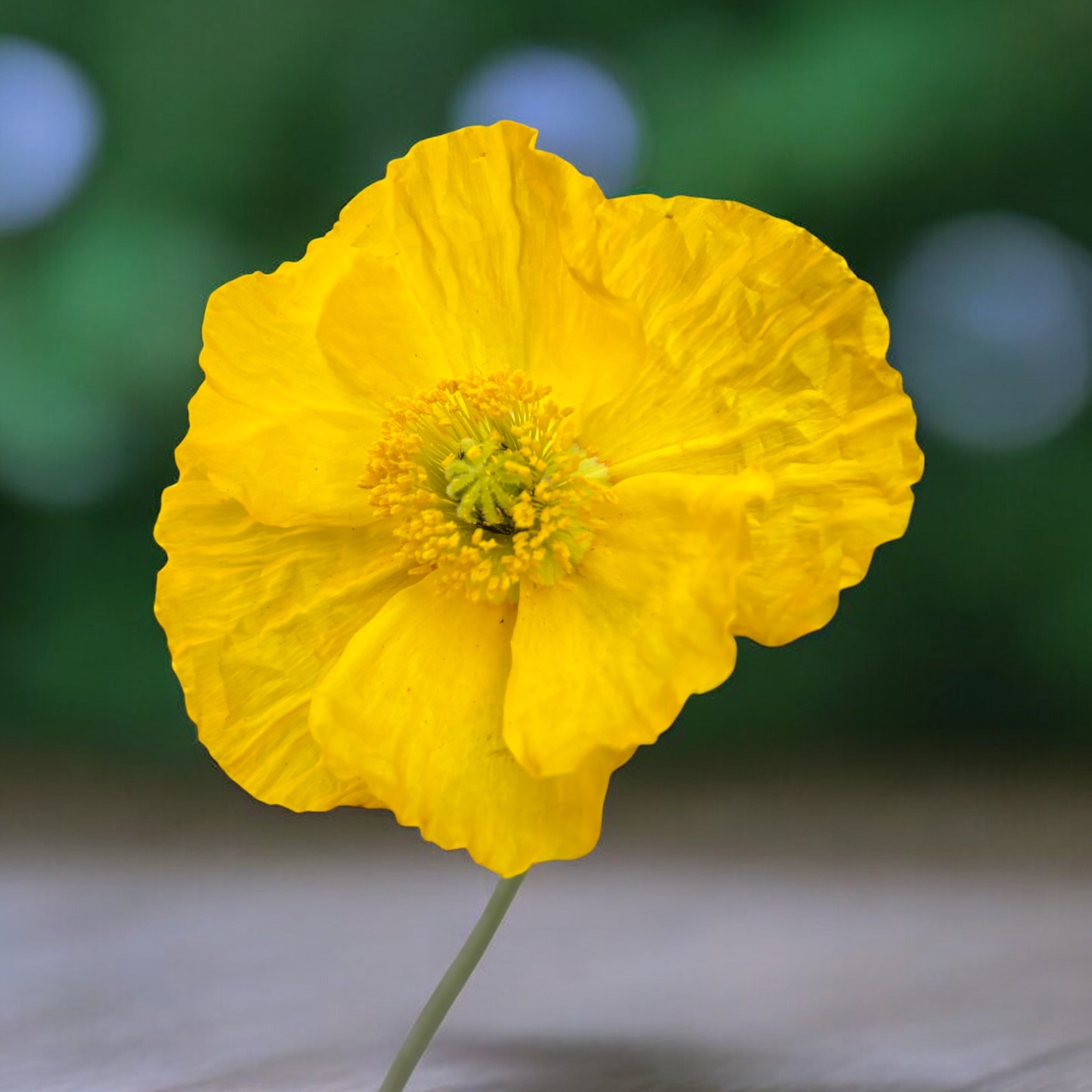 Papaver nudicaule 'Gartenzwerg' (pavot islandais nain) – Secret