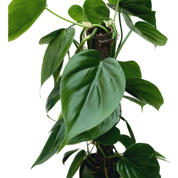 Philodendron scandens H50 cm 4pp
