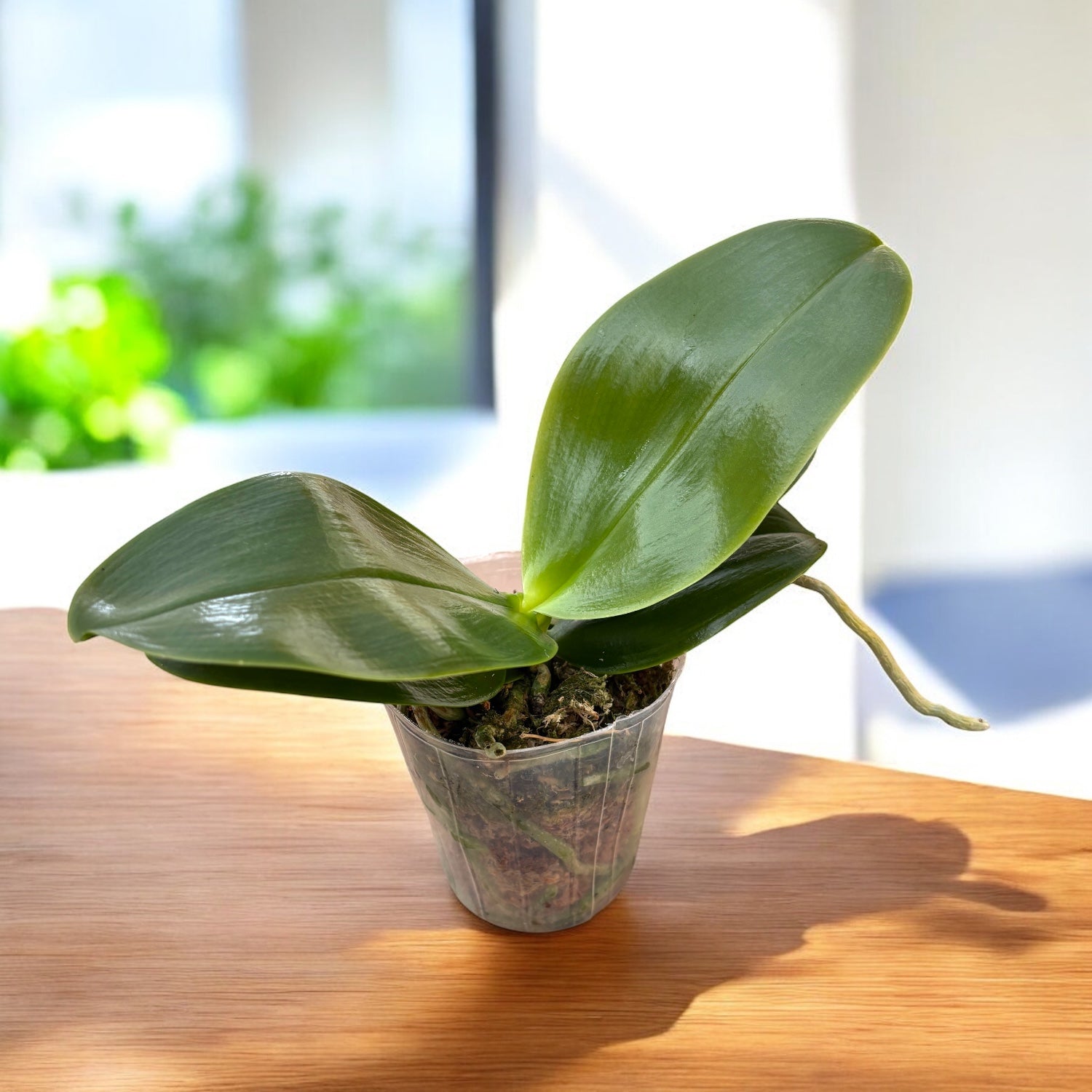 Phalaenopsis bellina *fragrant