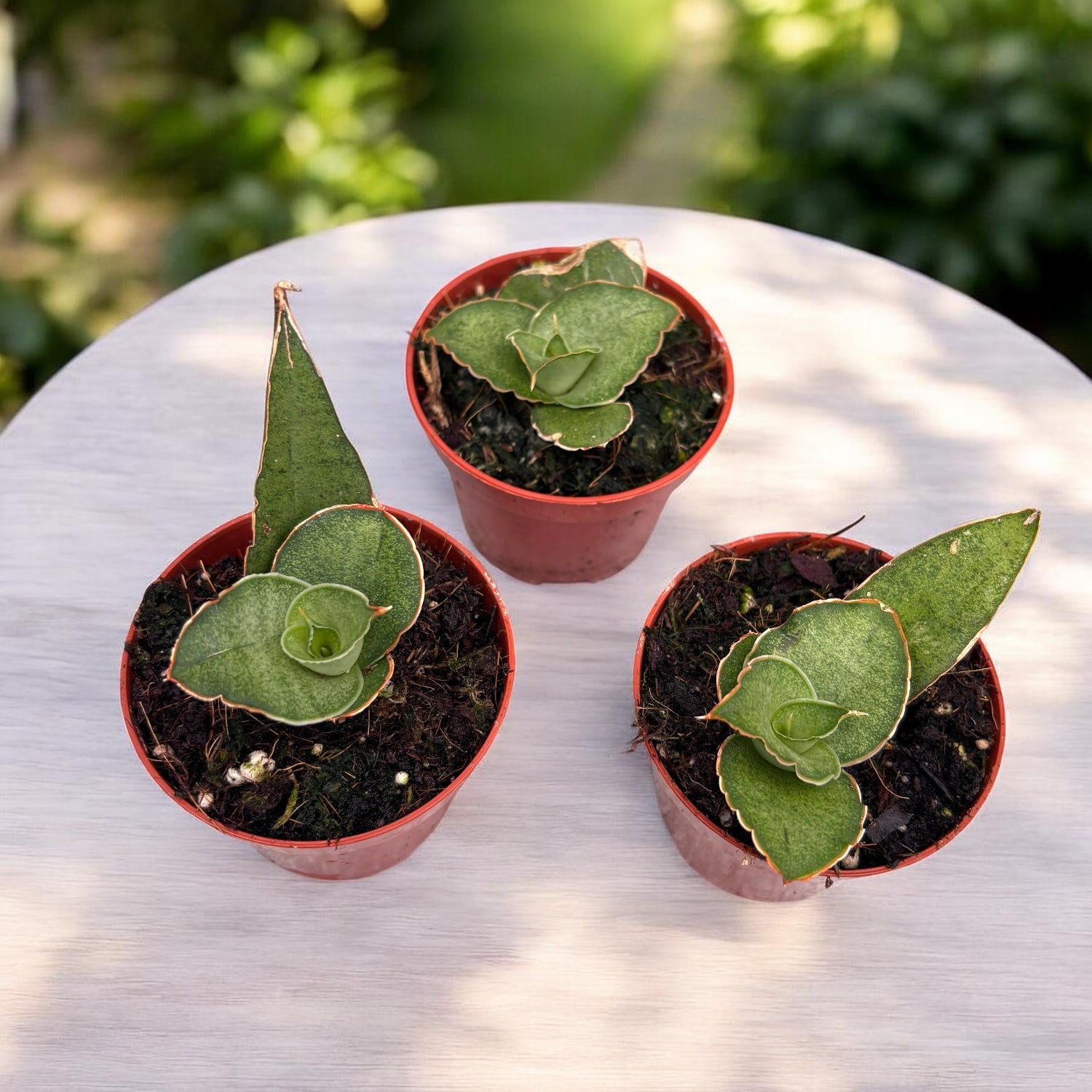 Sansevieria 'Tower Gray' - kompakt grå afrikansk svärdväxt