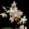 Phalaenopsis Mini Mark - semipeloric