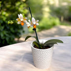 Phalaenopsis Mini Mark - semipeloric