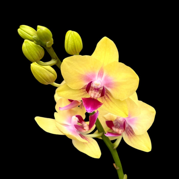 Phalaenopsis Spunky