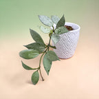 Hoya lacunosa 'Moonshine' (Taiwan)