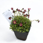 Saxifraga 'Alpino Early Pink Heart'