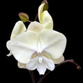 Phalaenopsis Limited #116 Labio grande
