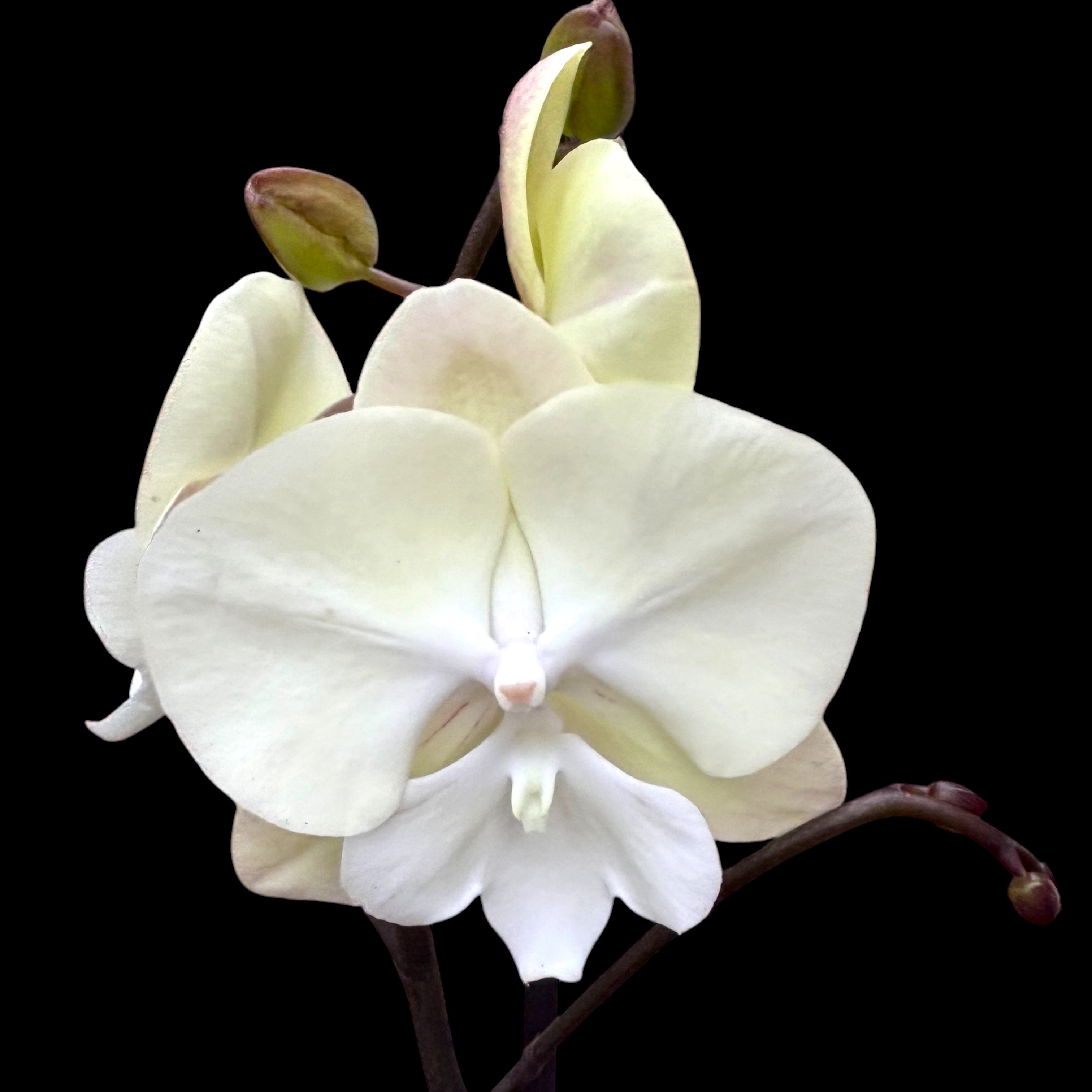 Phalaenopsis Limited #116 Labio grande