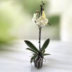 Phalaenopsis Limited #116 Labio grande