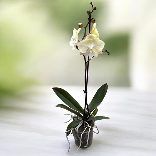 Phalaenopsis Limited #116 Big lip