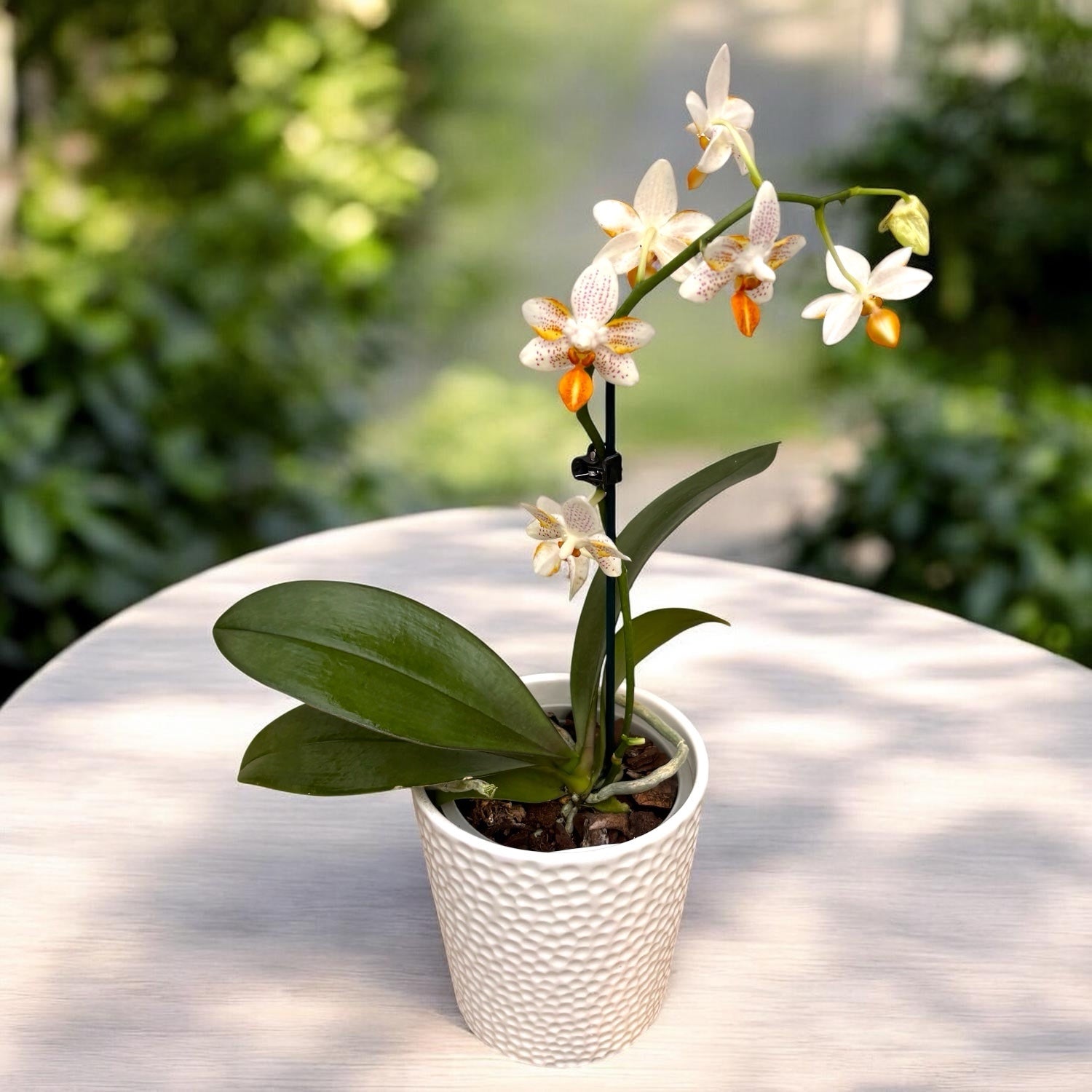 Phalaenopsis Mini Mark - semipeloric